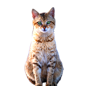 A Focused Close Up Of A Tabby Cat With Striking Green Eyes, Sitting Outdoors. 19534 - Cat PNG image with transparent background